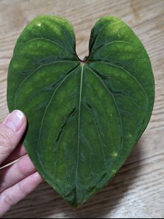（分類：）位於 。 由 platyanthurium 提交（商品編號 1306691476，圖片 1）。簡介： 。