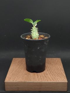 （分類：）位於 。 由 walternplant 提交（商品編號 1306695253，圖片 1）。簡介： 。