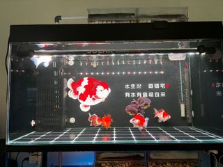 (Category: ) located in . Submitted by dt7101 (Listing ID 1306533728, Image 1). Description: .