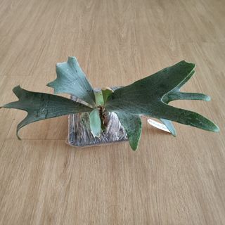 (Category: ) located in . Submitted by platyfolia (Listing ID 1306571212, Image 1). Description: .