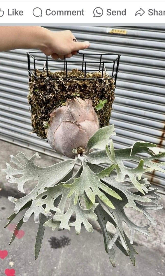 P.E-1 x P. Foongsiqi mix sporing ビカクシダ P.E-1 x P. Foongsiqi