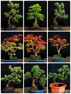 （分類：）位於 。 由 leafsleafs 提交（商品編號 1309746610，圖片 1）。簡介： 。
