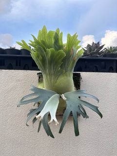 （分類：）位於 。 由 2d_garden 提交（商品編號 1309822397，圖片 1）。簡介： 。