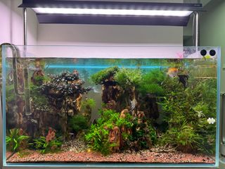 (Category: ) located in . Submitted by Aquariumfever (Listing ID 1310009287, Image 1). Description: .
