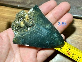Megalodon shark tooth fossil million years of age
