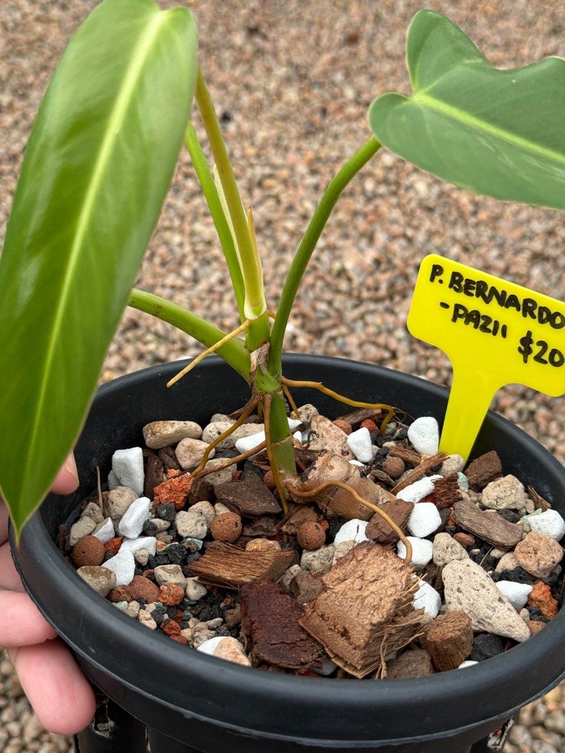 Philodendron Bernardopazii, Furniture & Home Living, Gardening, Plants &  Seeds on Carousell