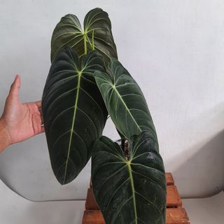 (Category: ) located in . Submitted by Plantszone.Official (Listing ID 1309974149, Image 1). Description: .