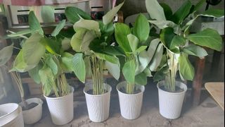 Potted indoor leafy plants