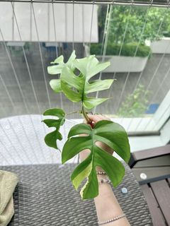 (Category: ) located in . Submitted by exoticplantscorner (Listing ID 1267271150, Image 1). Description: .