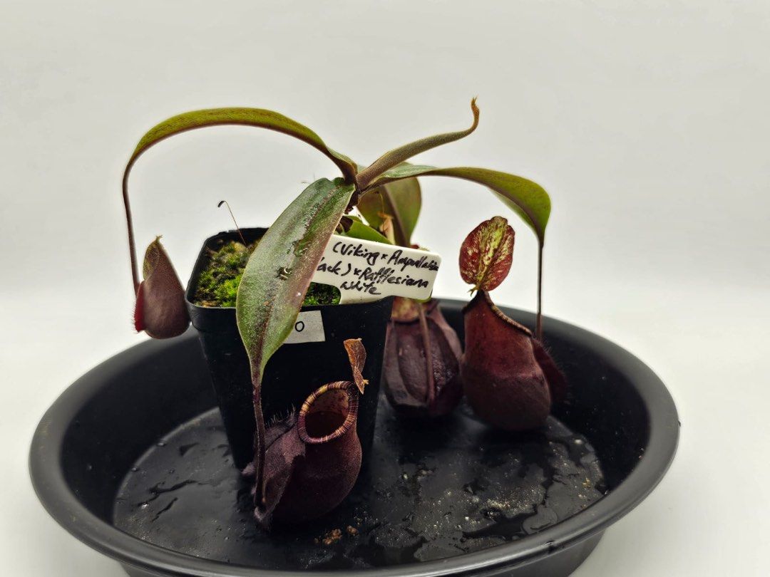 食虫植物 N.viking×ampullaria black miracle 5株セット 限定SALE，本物保証 タイ☆直輸入 wing × (viking