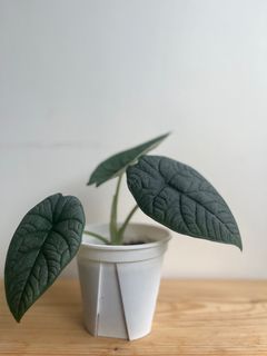 （分類：）位於 。 由 cormosome 提交（商品編號 1307861938，圖片 1）。簡介： 。
