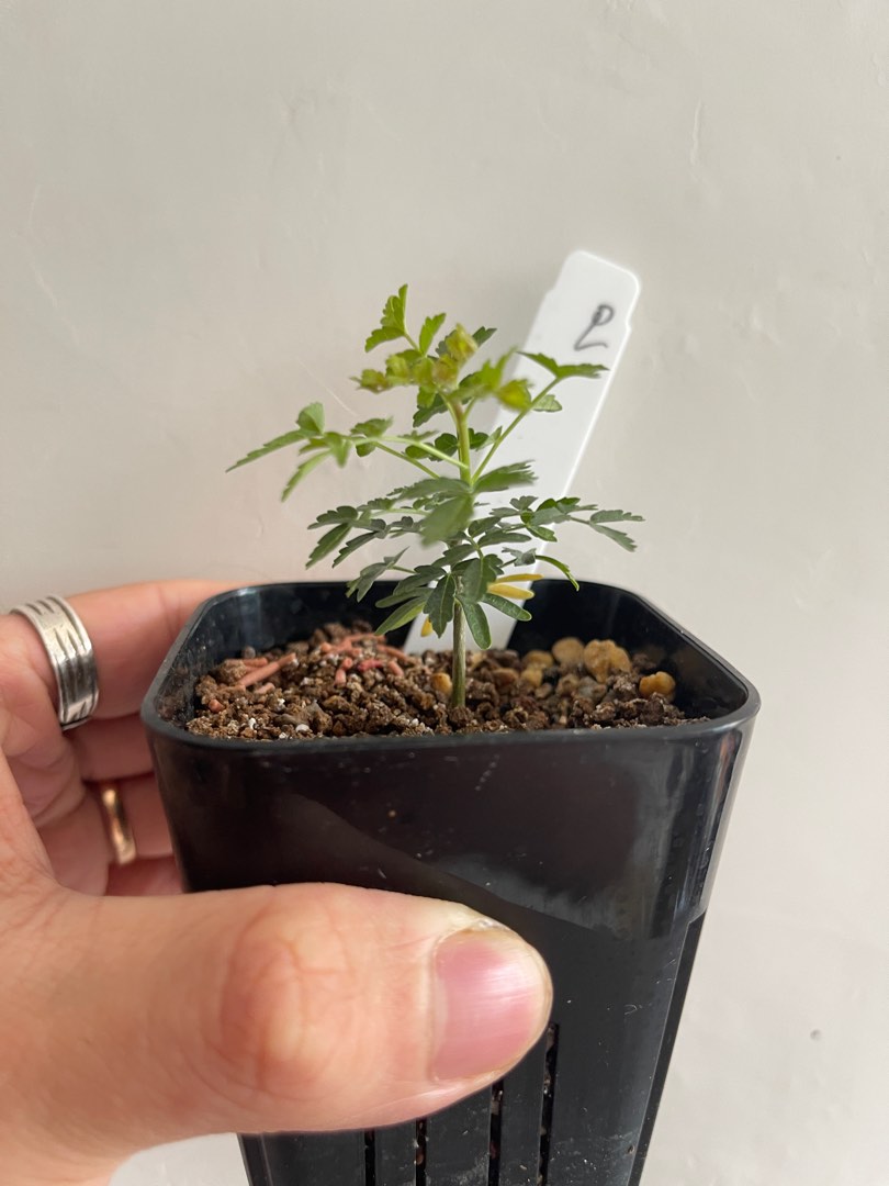 Boswellia rivae 黧乳香(稀有)塊根植物,多肉植物, 傢俬&家居, 園藝, 植物及種子 - Carousell