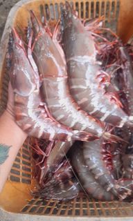Giant prawns