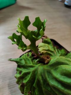 (Category: ) located in . Submitted by platyfolia (Listing ID 1302503249, Image 1). Description: .