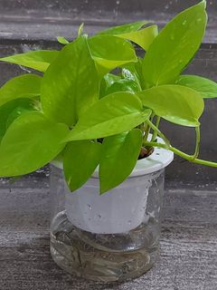 （分類：）位於 。 由 leekingyin7 提交（商品編號 1310272497，圖片 1）。簡介： 。