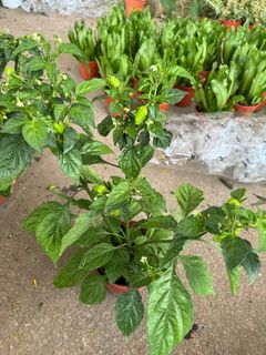 (Category: ) located in . Submitted by gardenfunfarm (Listing ID 1270235599, Image 1). Description: .