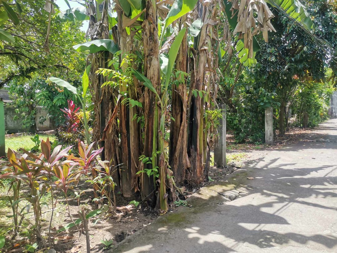Daraga Albay lot for sle, Property, For Sale, Lot on Carousell
