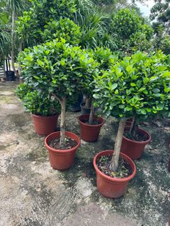 (Category: ) located in . Submitted by gardenfunfarm (Listing ID 1310385044, Image 1). Description: .