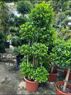 (Category: ) located in . Submitted by gardenfunfarm (Listing ID 1310385405, Image 1). Description: .