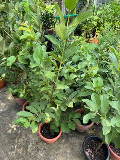 (Category: ) located in . Submitted by gardenfunfarm (Listing ID 1310387213, Image 1). Description: .