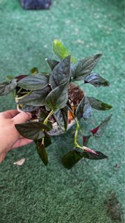 Lush red arrow syngonium potted