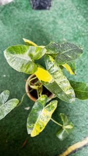 Lush Variegated Burle marx potted