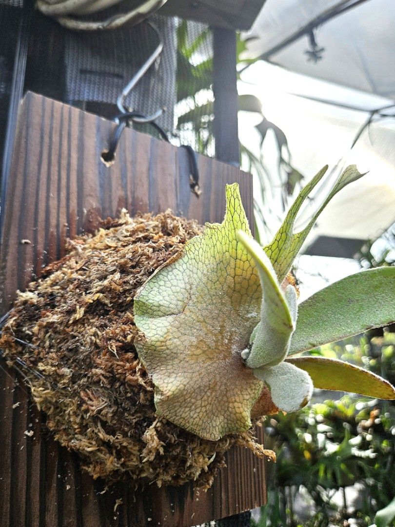 P. veitchii wild vp#17 spore 胞子培養株 ビカクシダ（ベイチー 