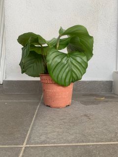 (Category: ) located in . Submitted by alfredccl (Listing ID 1310556286, Image 1). Description: .