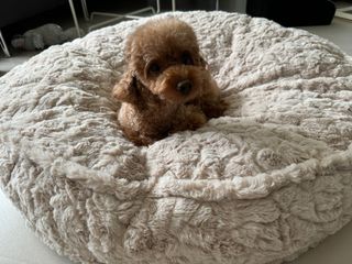 （分類：）位於 。 由 smallthingslover 提交（商品編號 1310603263，圖片 1）。簡介： 。