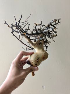 （分類：）位於 。 由 jamziii 提交（商品編號 1310767471，圖片 1）。簡介： 。