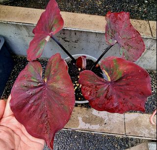 (Category: ) located in . Submitted by underwaterpower (Listing ID 1310644751, Image 1). Description: .
