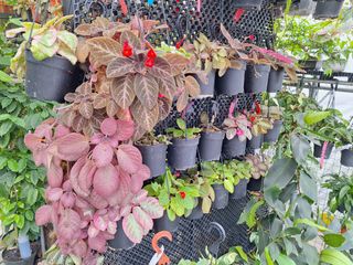 (Category: ) located in . Submitted by greengift (Listing ID 1310775159, Image 1). Description: .