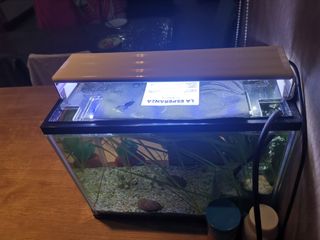 (Category: ) located in . Submitted by wildtree_1be7fc (Listing ID 1310759017, Image 1). Description: .