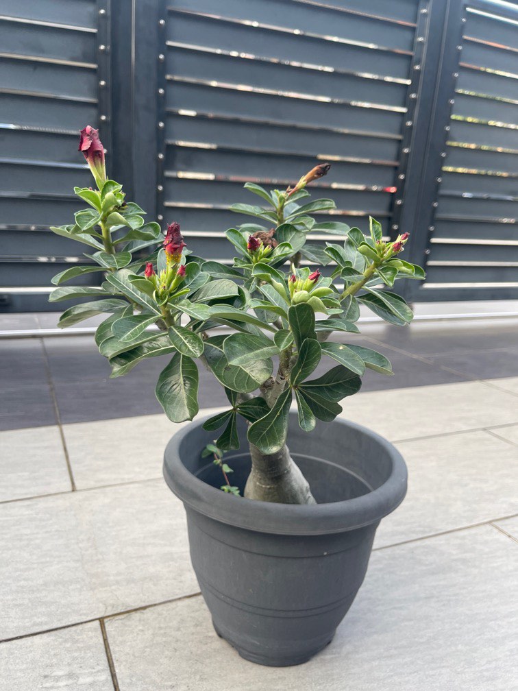 Purple adenium, Furniture & Home Living, Gardening, Plants & Seeds on ...