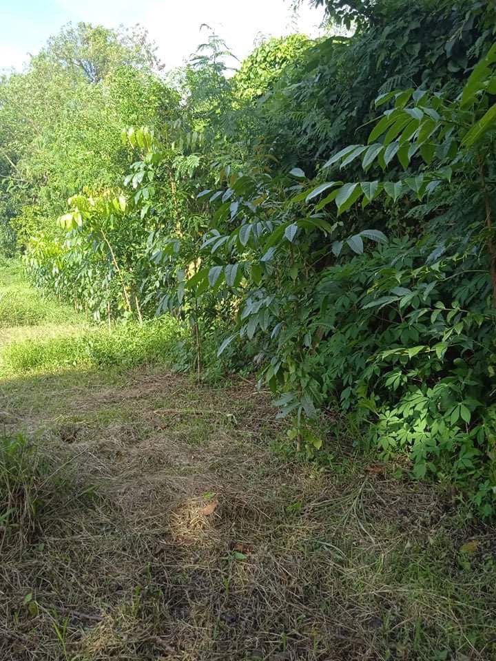 Rosario Batangas Farm (Category: Lot) located in Paranaque City. Submitted by mysticfish.5a94f1 (Listing ID 1310744582, Image 3). Description: Batangas Farm Lot Rosario, Batangas • 2 hectare • 200meter frontage • Along cemented Barangay road • With electricity (Batelec) • Deepwell water • Fenced • With 55 Mango Trees • Other Trees - Mahogany, Papaya, Kalamansi, Banana • Near Batangas Racing Circuit / Sunchamp Agri Farm • About 100meters from BRC-