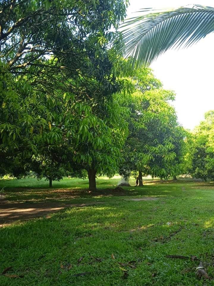 Rosario Batangas Farm (Category: Lot) located in Paranaque City. Submitted by mysticfish.5a94f1 (Listing ID 1310744582, Image 1). Description: Batangas Farm Lot Rosario, Batangas • 2 hectare • 200meter frontage • Along cemented Barangay road • With electricity (Batelec) • Deepwell water • Fenced • With 55 Mango Trees • Other Trees - Mahogany, Papaya, Kalamansi, Banana • Near Batangas Racing Circuit / Sunchamp Agri Farm • About 100meters from BRC-