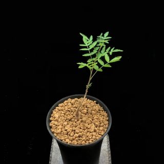 （分類：）位於 。 由 susansgarden 提交（商品編號 1305462182，圖片 1）。簡介： 。