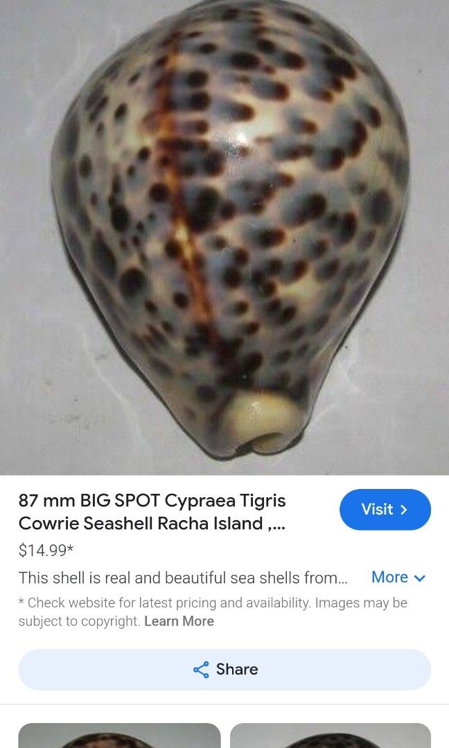 Tigger Shell Tiger Cowrie Shell, Hobbies & Toys, Memorabilia & Collectibles, Vintage ...