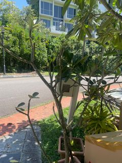 (Category: ) located in . Submitted by galesloot (Listing ID 1310855359, Image 1). Description: .