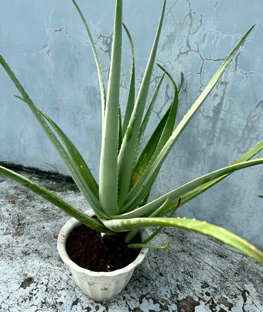 Giant Aloe Vera with pups/Barbadensis stockton Miller/Beauty grade/Non  poisonous/Edible, Furniture & Home Living, Gardening, Plants & Seeds on  Carousell