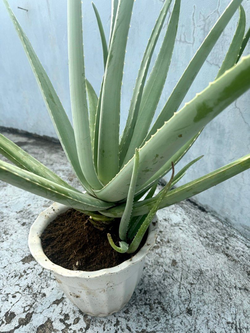 aloe vera saft aus pflanze Bio Aloe Vera Saft