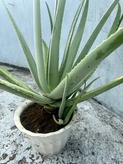 Giant Aloe Vera with pups/Barbadensis stockton Miller/Beauty grade/Non poisonous/Edible