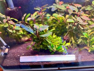 （分類：）位於 。 由 issac8545652 提交（商品編號 1311071022，圖片 1）。簡介： 。