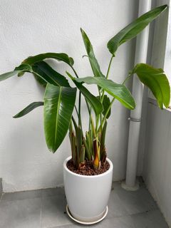 （分類：）位於 。 由 cherry2012 提交（商品編號 1311089952，圖片 1）。簡介： 。