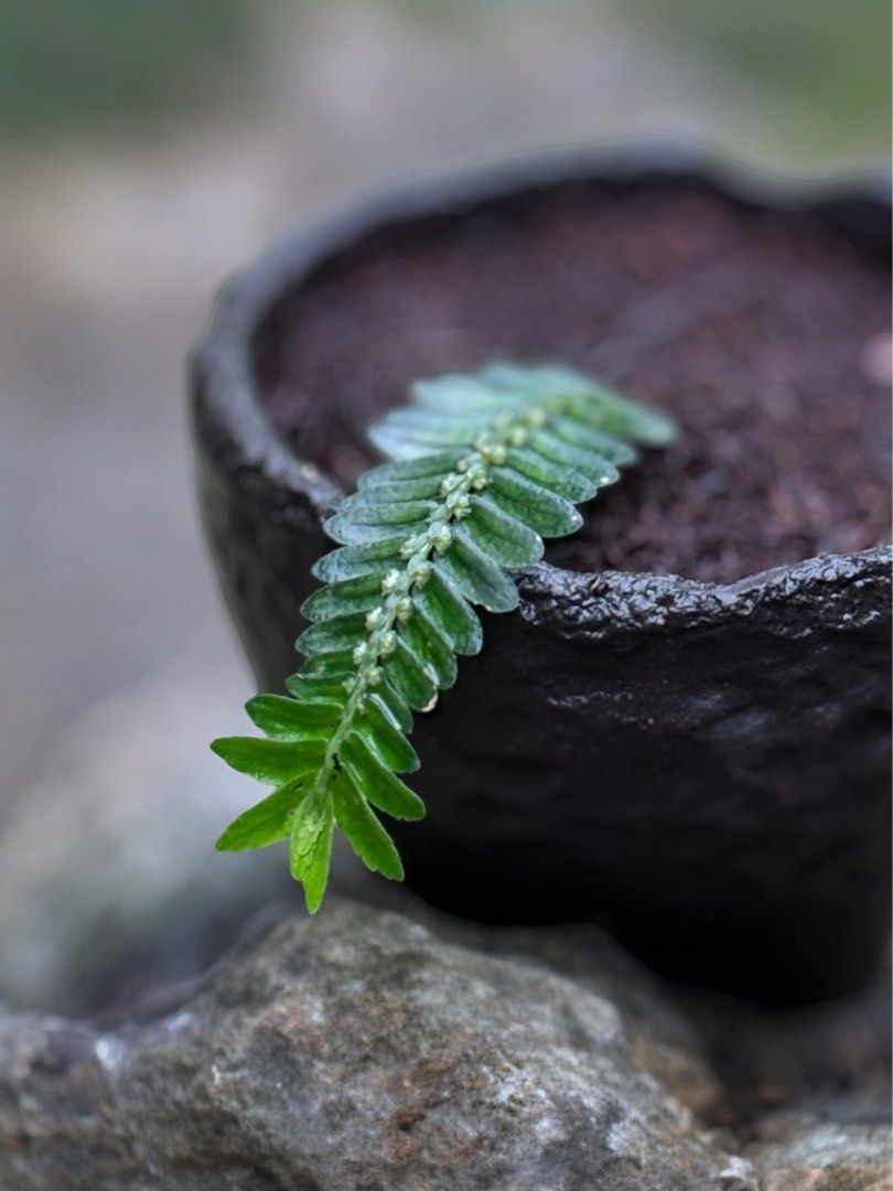 Elatostema salvinioides Mae Sai - メルカリ