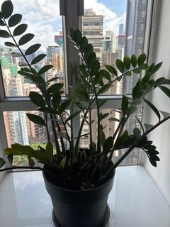 （分類：）位於 。 由 8762ma 提交（商品編號 1311003586，圖片 1）。簡介： 。