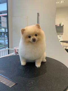 (Category: ) located in . Submitted by lolygroomer (Listing ID 1311214206, Image 1). Description: .