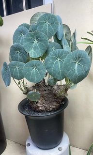 （分類：）位於 。 由 imson_8 提交（商品編號 1311373014，圖片 1）。簡介： 。