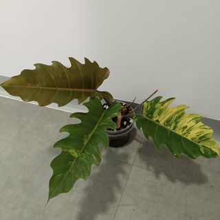 (Category: ) located in . Submitted by plantshop (Listing ID 1306739410, Image 1). Description: .