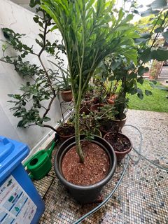 (Category: ) located in . Submitted by mindaro.botany (Listing ID 1311582253, Image 1). Description: .